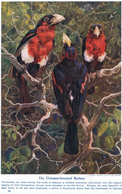 Crimson Crested Barbets ، رسم توضيحي من "عجائب الأرض والبحر" ، نشرته Cassell ، لندن ، 1914 بواسطة هاري هاميلتون جونستون