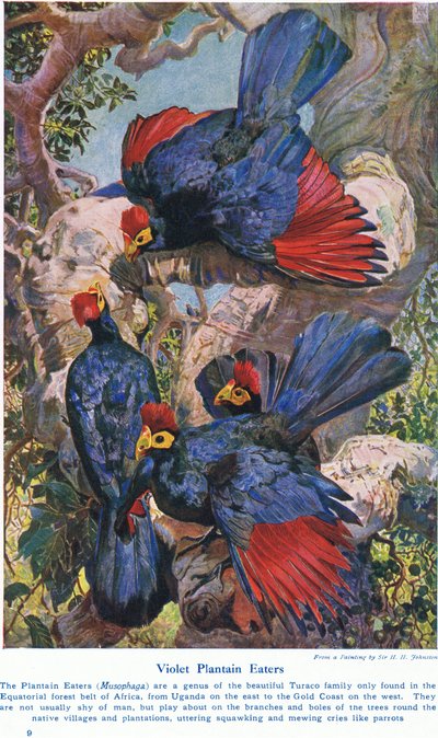 أكلة نبات البنفسج ، الرسم التوضيحي من "عجائب الأراضي والبحر" ، نشرتها كاسيل ، لندن ، 1914 بواسطة هاري هاميلتون جونستون