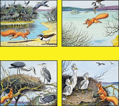 السنجاب الأحمر الصغير بواسطة Harry M. Pettit