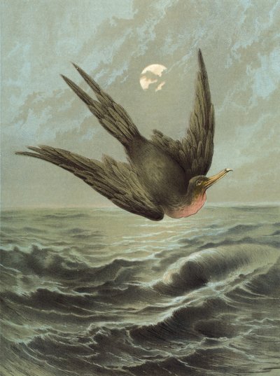 طائر الفرقاطة (chromolitho) بواسطة Hector Giacomelli