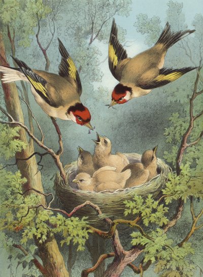 طائر الحسون ، إطعام صغارهم (chromolitho) بواسطة Hector Giacomelli
