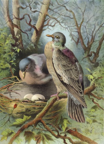حمامة الحلقة (chromolitho) بواسطة Hector Giacomelli