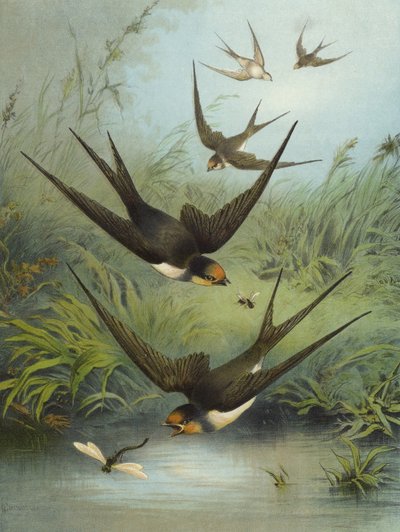 ابتلاع (chromolitho) بواسطة Hector Giacomelli