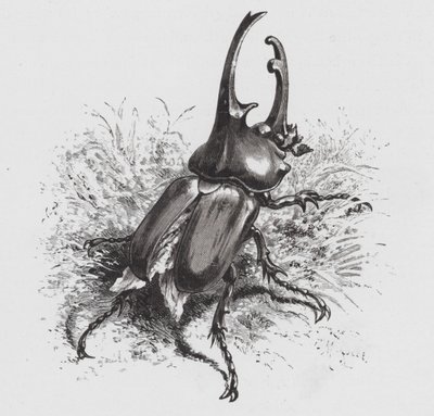 The Insect: Beetle (engraving) بواسطة هيكتور جياكوميلي