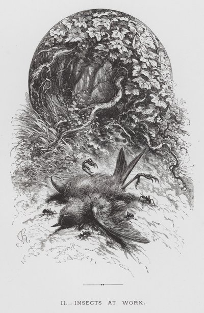 The Insect: Insects at Work (engraving) بواسطة Hector Giacomelli