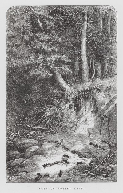 The Insect: Nest of Russet Ants (engraving) بواسطة هيكتور جياكوميلي
