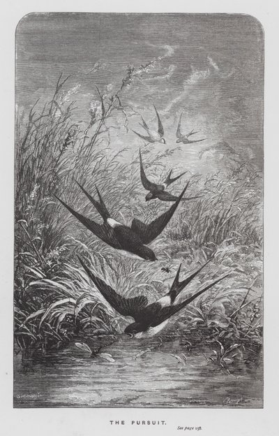 The Insect: The Pursuit (engraving) بواسطة هيكتور جياكوميلي