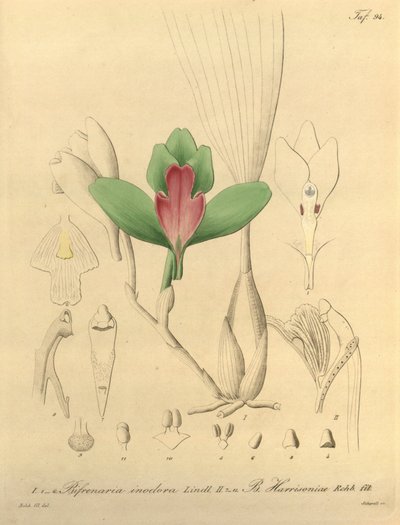 بيفريناريا عديم الرائحة + هاريسونيا بواسطة هاينريش جوستاف رايشنباخ