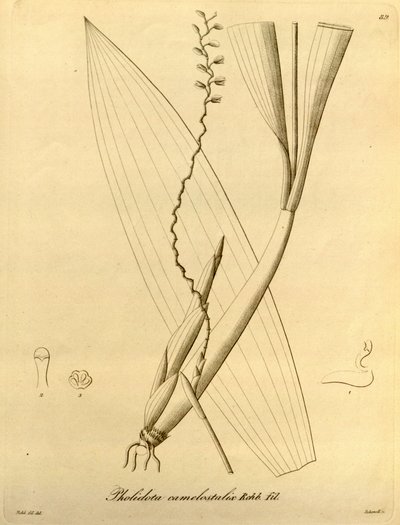 رسم توضيحي لـ Pholidota camelostalix بواسطة هاينريش جوستاف رايشنباخ