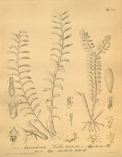 اللمعان من الزائدة الدودية kuhlii بواسطة هاينريش جوستاف رايشنباخ