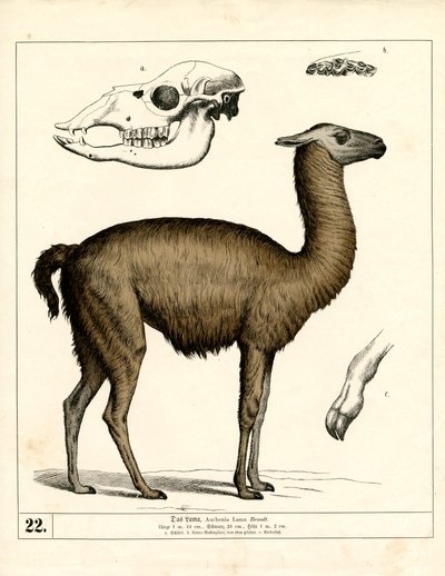  بواسطة هاينريش لوتيمان