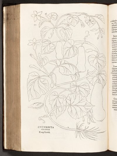 BT3.26.5 ص .370 Courgette ، من تاريخ تعليقات النباتات من قبل Leonhart Fuchs البارز ، 1542 بواسطة هاينريش وماير ، ألبرت فولمورير