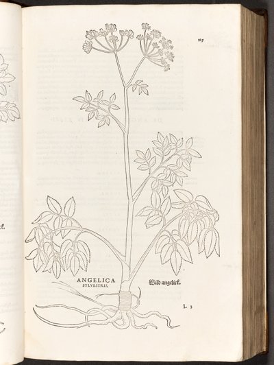 BT3.267.5 p.125 Wild Angelica ، من تاريخ تعليقات النباتات بقلم ليونهارت فوش ، 1542 بواسطة هاينريش وماير ، ألبرت فولمورير