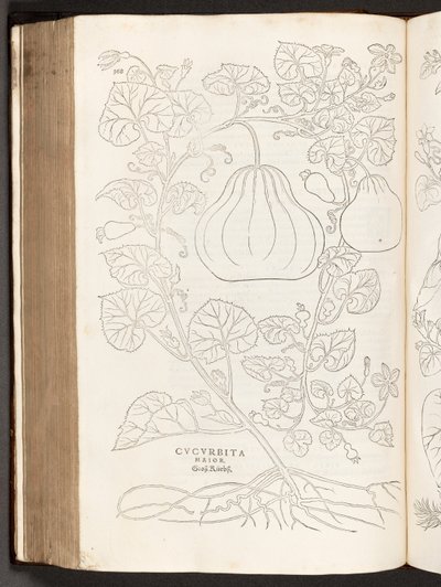BT3.267.5 ص 368 القرع ، من تاريخ تعليقات النباتات من قبل Leonhart Fuchs البارز ، 1542 بواسطة هاينريش وماير ، ألبرت فولمورير
