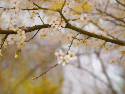 الربيع الذهبي ، 2019 بواسطة هيلين وايت