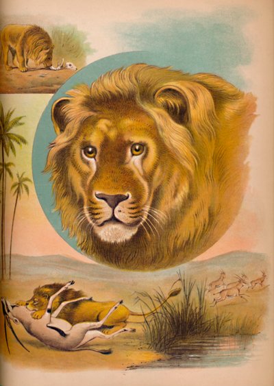 الأسد ، c1900 بواسطة هيلينا ج. ماغواير