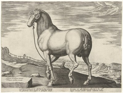 حصان من كورسيكا Corsvs (العنوان على الكائن) سلالات الخيول من الاسطبلات الملكية لنمسا دون جوان (عنوان السلسلة) Equile Ioannis Austriaci Caroli (عنوان المسلسل) بواسطة هانز كوليرت (الأول) (ربما)
