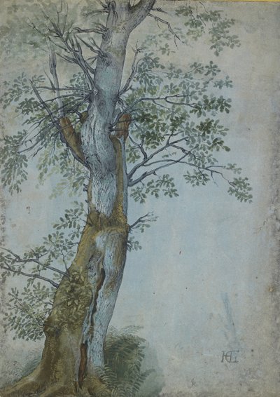 دراسة شجرة ، 1597-99 (قلم بالحبر البني الداكن ، الفرشاة في المرحاض ولون الجسم ، مرتفع باللون الأبيض على ورق أزرق) بواسطة هندريك جولتزيوس