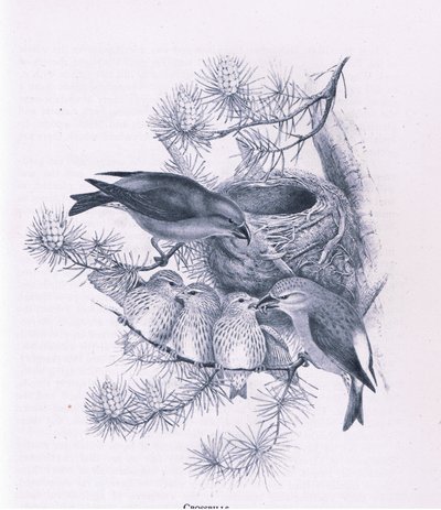 Crossbills ، الطبيعة في بريطانيا نشرها كولينز ، 1946 بواسطة هندريك جرونفولد