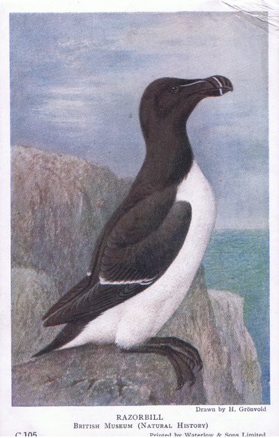 Razorbill ، بطاقات بريدية ، 1930s بواسطة هندريك جرونفولد
