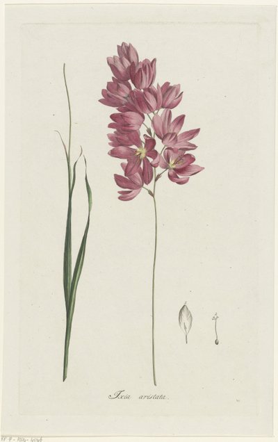 Ixia patens الجد Ixia aristata (العنوان على الكائن) بواسطة هنريك شويجمان