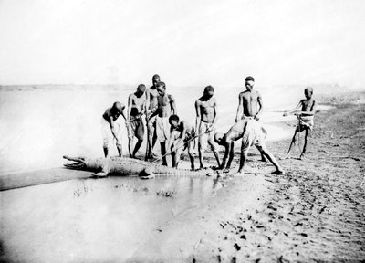 صيد تمساح ، النوبة ، مصر ، 1887 بواسطة جورج هنري بشارد