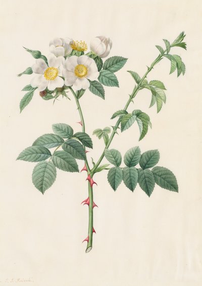 Brier Bush Rose أو Dog Rose Rosa Leucantha ، 1817-1824. بواسطة بيير جوزيف ريدوت
