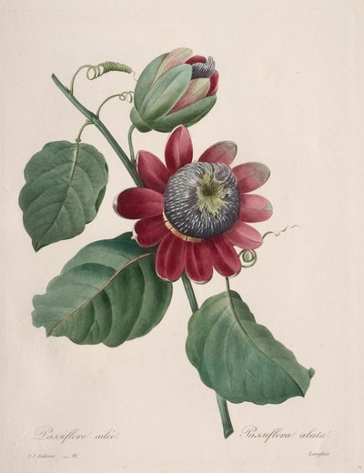 اختيار أجمل الزهور ... أجمل الفاكهة: Passiflore ailee، 1827. بواسطة بيير جوزيف ريدوت