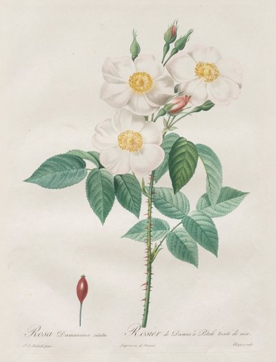 Les Roses: Rosa Damascena ، subalba ، 1817-1824. بواسطة بيير جوزيف ريدوت