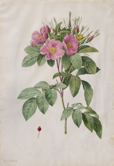 المرعى روز روزا كارولينا Corymbosa ، 1817-1824. بواسطة بيير جوزيف ريدوت