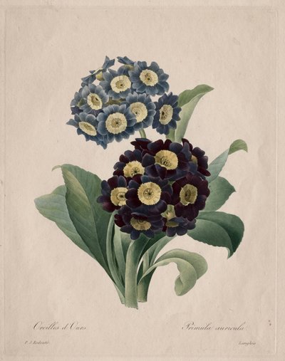 Primula auricula ، 1827. بواسطة بيير جوزيف ريدوت