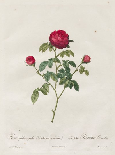 بروفانس أو ورد فرنسي ، 1817-1824. بواسطة بيير جوزيف ريدوت