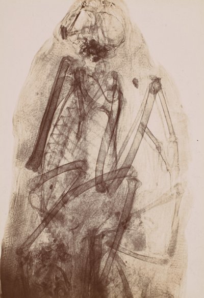 [X-Ray of the Mummy of a Raptor] ، 1896. بواسطة هنري فان هيورك