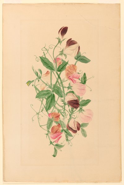 رسم، بازلاء حلوة، 1875 بواسطة هنريتا بنسون هوميروس