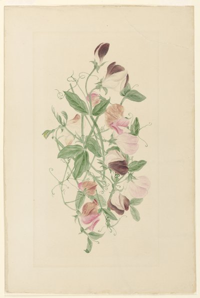 البازلاء الحلوة بواسطة Henrietta Benson Homer