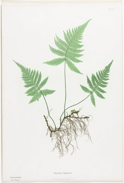السرخس في بريطانيا العظمى وأيرلندا: Polypodium Phegopteris ، 1855-1856. بواسطة هنري برادبري