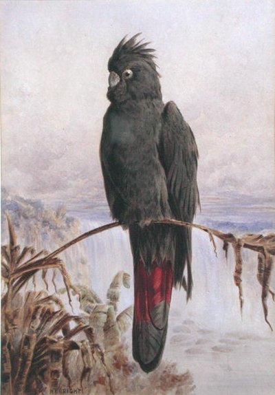 الببغاء الأسود الأسترالي ذو الذيل الأحمر (ألوان مائية ولون جسم على ورق) بواسطة هنري برايت