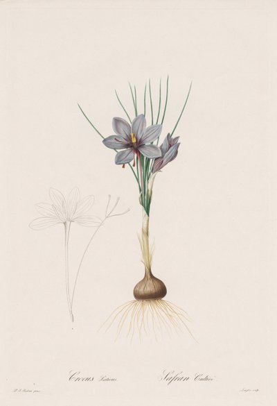 الزنبق: Crocus Sativus بواسطة هنري جوزيف ريدوت