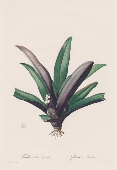 ليليسيه: تلطيخ Tradescantia بواسطة هنري جوزيف ريدوت