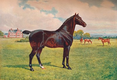 Hackney Pony Stallion Berkeley Model، c1900 c1910 بواسطة هنري باول بالفري