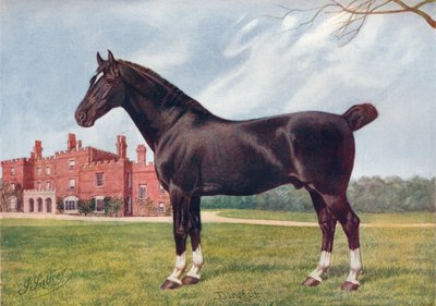 الفحل هاكني دانيجلت ، c1905 c1910 بواسطة هنري باول بالفري