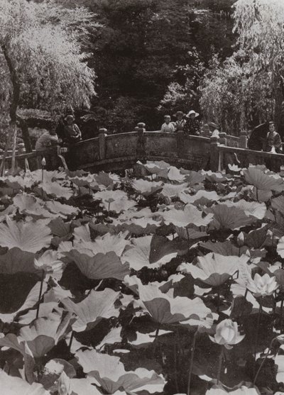 A Lotus-Pond (صورة b / w) بواسطة هربرت بونتينج