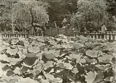 بركة لوتس ، 1910. بواسطة هربرت بونتينج