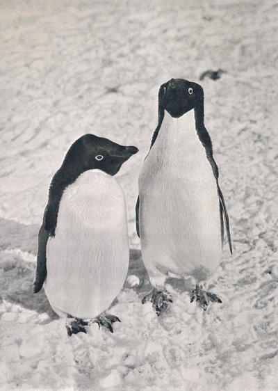 زوج من Adélie Penguins ، c1911 ، 1913 بواسطة هربرت بونتينج