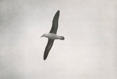الباتروس سورينج ، c19101913 ، 1913 بواسطة هربرت بونتينج