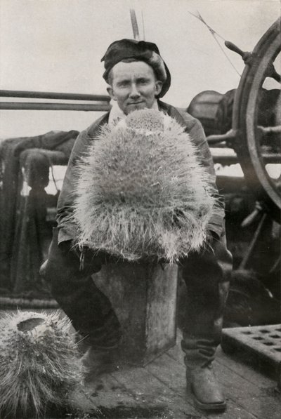 DG Lillie ، مع بعض الإسفنج السليسي ، c1911 ، 1913 بواسطة هربرت بونتينج