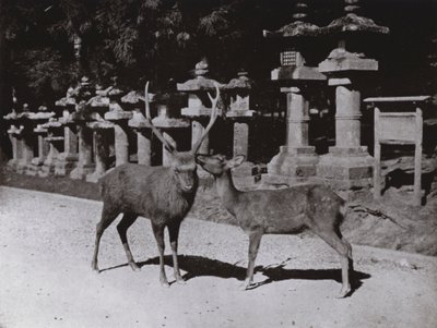 دير ، دراسة في نارا (صورة b / w) بواسطة هربرت بونتينج