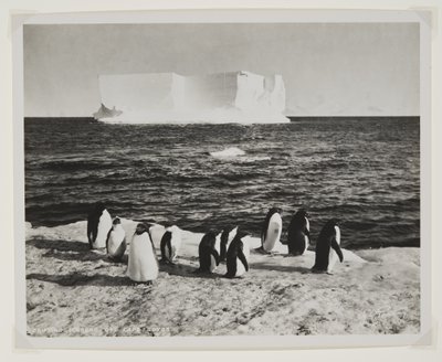 Drifting Iceberg off Cape Royds (طباعة بروميد) بواسطة هربرت بونتينج