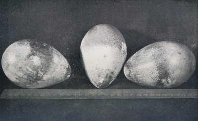 بيض البطريق الإمبراطور من كيب كروزييه ، 1911 ، 1913 بواسطة هربرت بونتينج