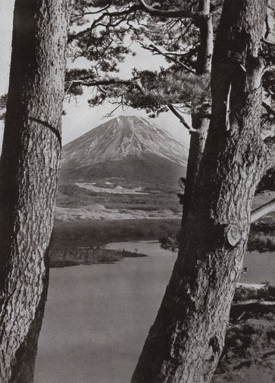 Fuji and the Pine Trees (b/w photo) بواسطة هربرت بونتينج